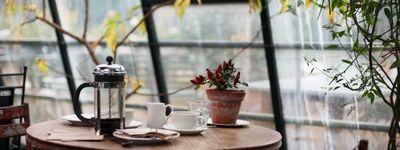 A sunlit corner of the Groundwork cafe with trailing plants and a ceramic mug on the windowsill